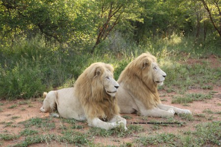  "Saving the White Lions " with Julie Lines on behalf of Linda Tucker